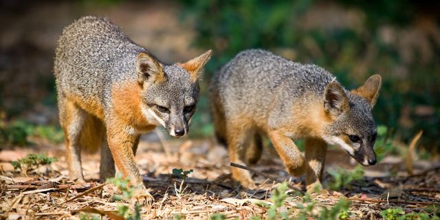 Two Santa Cruz Island foxes walking on a path in the wild. Thanks to scientific strategy, the Santa Cruz Island fox rebounded from sure extinction in just a decade. 