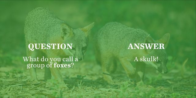 Two Santa Cruz Island foxes walking on a path in the wild. Thanks to scientific strategy, the Santa Cruz Island fox rebounded from sure extinction in just a decade. 