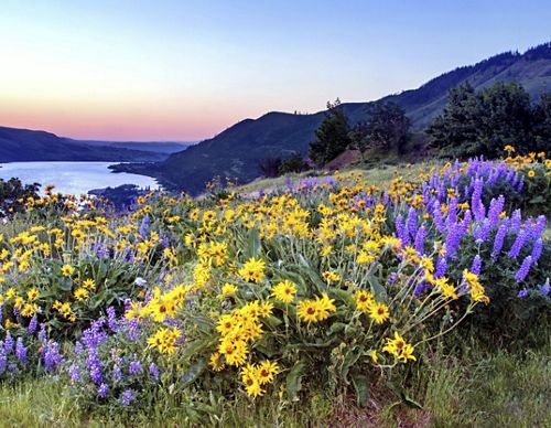 Wildflowers on a bluff in the foreground with a river in the distance at sunset.