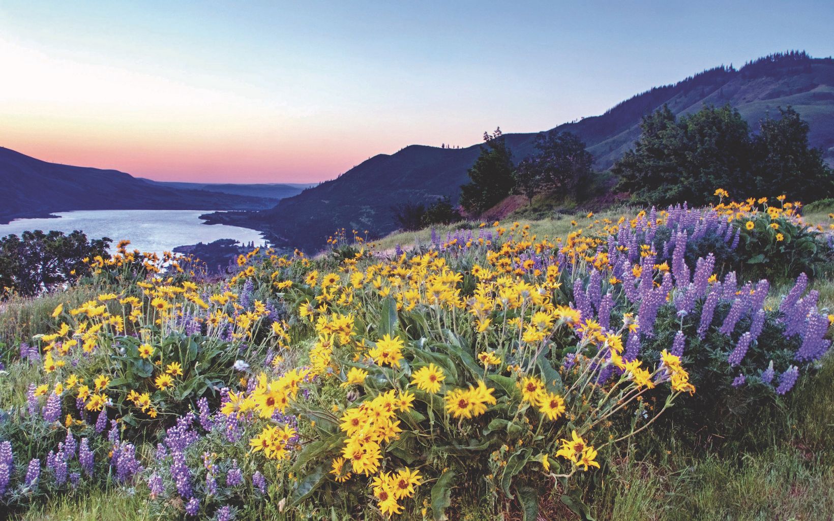 Columbia River Gorge Dawn Just before sunrise at Rowena Crest in Oregon's Columbia River Gorge. The location is filled with balsamroot, lupine and other wildflowers in mid-to-late spring. This is adjacent to Tom McCall Preserve, a Nature Conservancy protected area. © Gary Grossman/TNC Photo Contest 2019