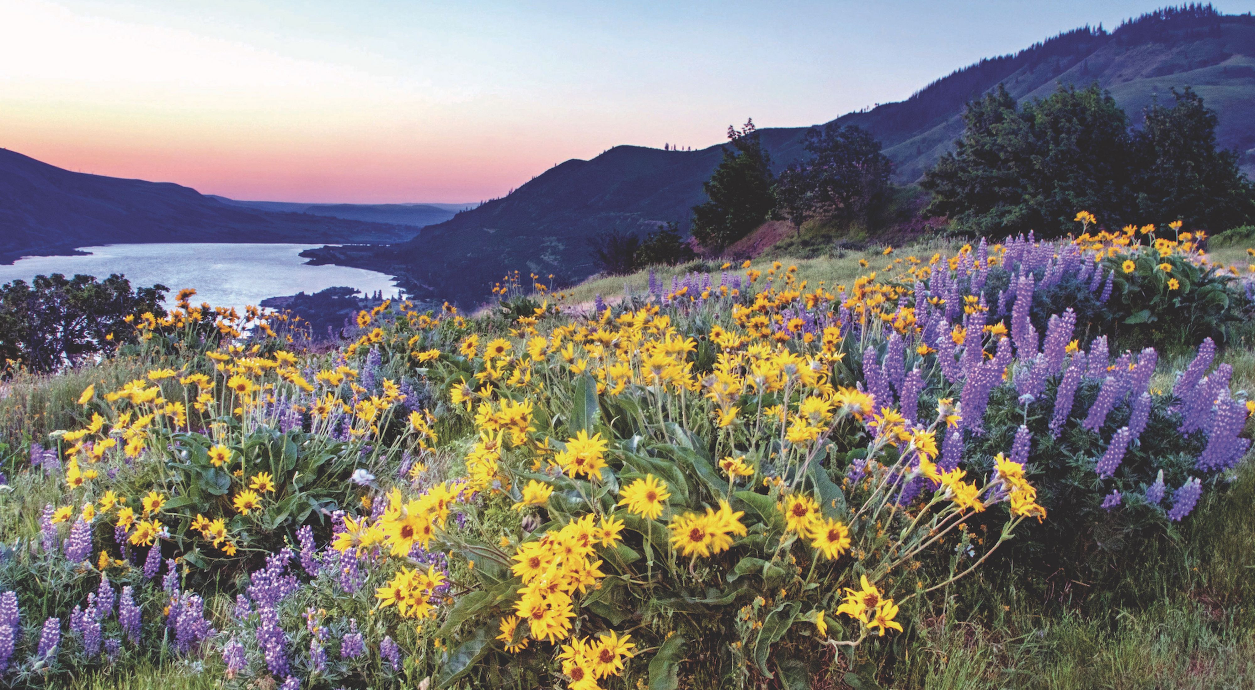  Sunrise over a field of yellow and purple flowers with forested hills in the background