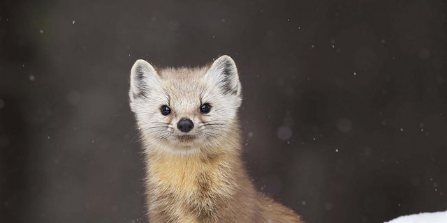 American Marten during a snowstorm in Algonquin Provincial Park in Ontario, Canada.