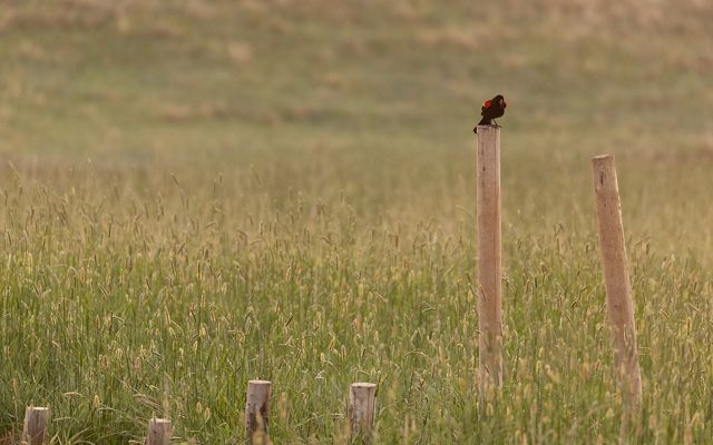 A redwing blackbird sitting on top of a post installed as part of a beaver dam analog.