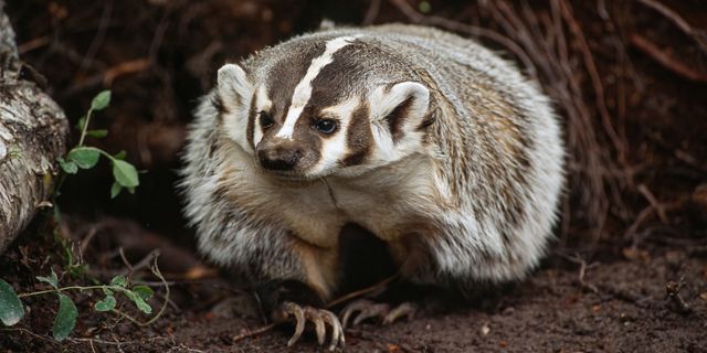 The American badger, Taxidea taxus,  North American badger similar in appearance to the European badger, although not closely related.  Mustelidae. Montana.