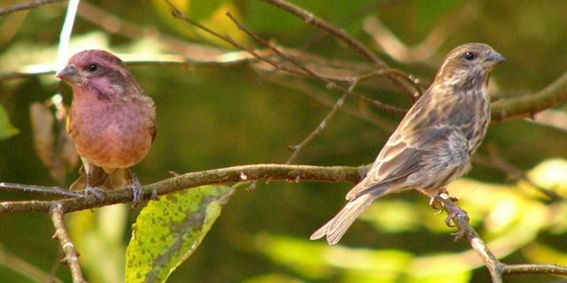 A pair of purple finches