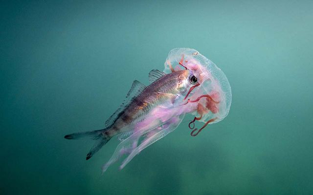 A fish hitches a ride inside a jellyfish, South Africa. 