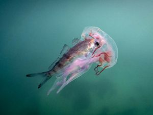 A fish hitches a ride inside a jellyfish, South Africa. 