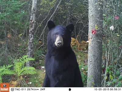 A black bear on its hind legs in the woods.