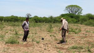 Imagen de miembros de una comunidad local plantando árboles en el Gran Chaco. 
