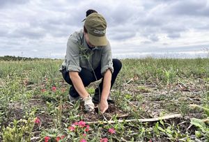 Imagen de una mujer agachada sembrando un arbol con guantes en sus manos.