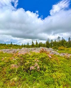 Mountain laurel grows in a green valley under a bright blue sky with puffy white clouds.