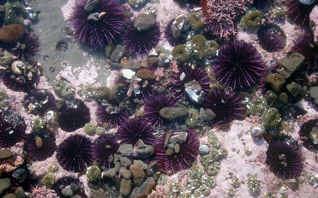 Sea urchins in California tide pools