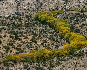 Cottonwoods and sagebrush in Boulder, Utah.