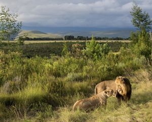 A male lion and lioness in their habitat in South Africa.