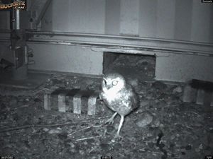 A burrowing owl stands in front of a Conex box that it's using as a burrow on Santa Cruz Island.