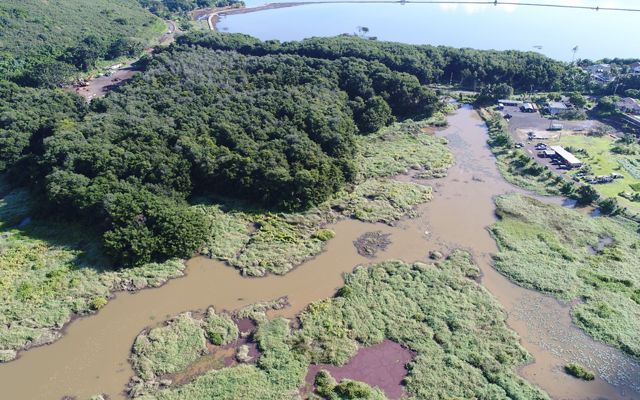 Wetlands covered in large areas of stagnant water and invasive mangroves with a couple buildings on the right and edge of fishpond in the distance.
