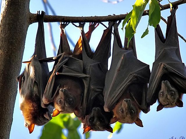 A group of five flying foxes, the world’s largest bat, hanging upside-down from a tree branch.
