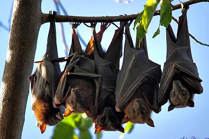 A group of five flying foxes, the world’s largest bat, hanging upside-down from a tree branch.
