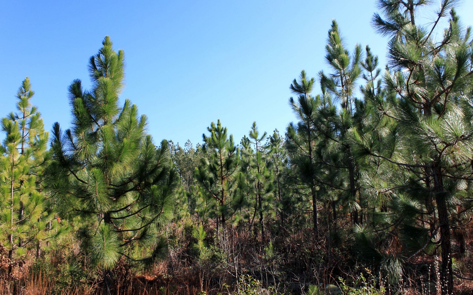 A stand of longleaf saplings at Raccoon Creek Pinelands, Virginia.