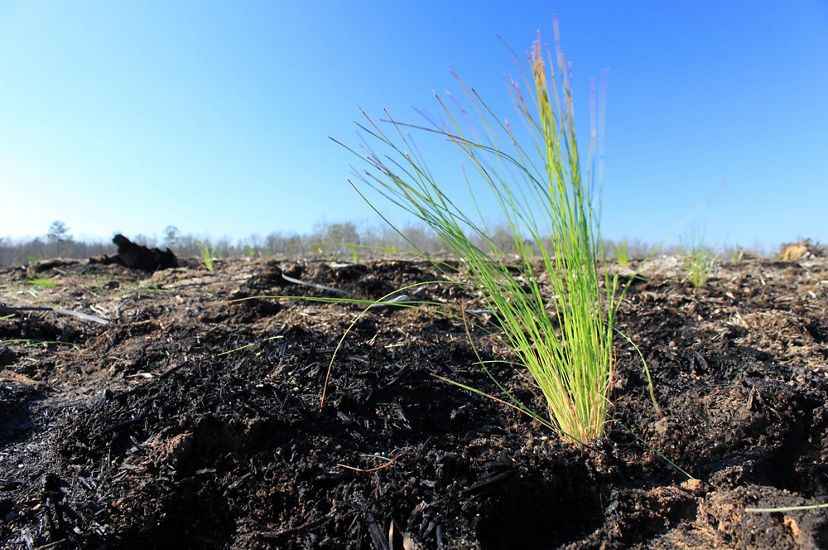 Ground eye view of a freshly planted longleaf pine seedling. It resembles a small tuft of long grass. 