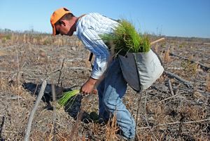 A worker carries a white tote full of longleaf pine seedlings. He is stooping over to plant a seedling in a prepared hole.