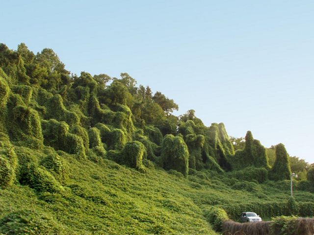 massive bunch of invasive kudzu takes over whole trees and shrubs on hill while a car drives by