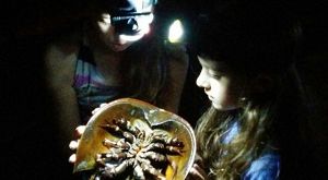 two girls with headlamps looking at a horseshoe crab in the dark