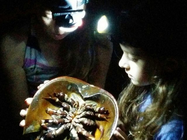 two girls with headlamps looking at a horseshoe crab in the dark