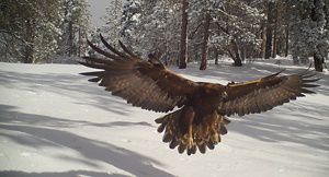 A golden eagle with its wings outstretched goes in for a landing on a snowy surface.
