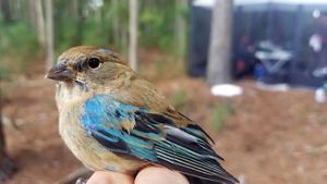 A small brown bird with a dun colored breast and blue wings is held by a person prior to being banded as part of a scientific study.