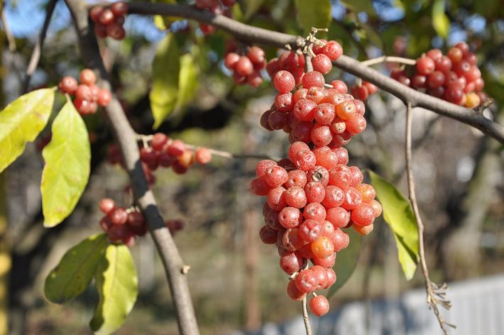 Red fruit with silver speckles from autumn olive tree.