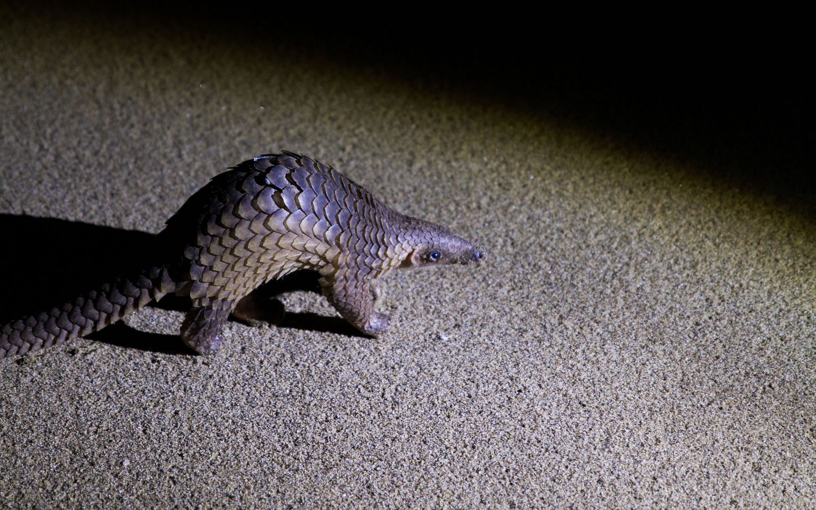 a scaly animal on dark ground at night
