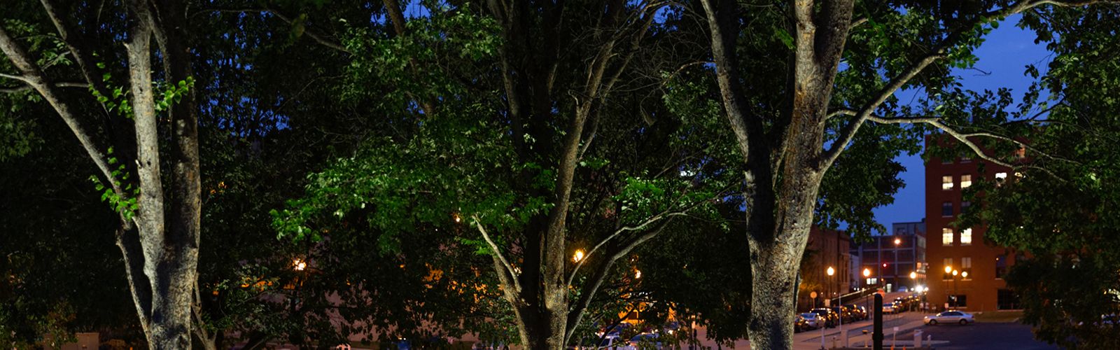 The city at night. Trees in the foreground with a city street in the background brightened by street lights. .