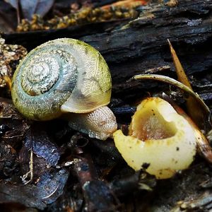 A small green and cream colored snail with an intricately marked shell creeps next to an open mouth, yellow mushroom.