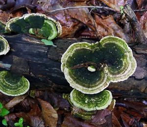 Wide, flat fungi grow on a tree. Their deep green center fades to white at the edge.