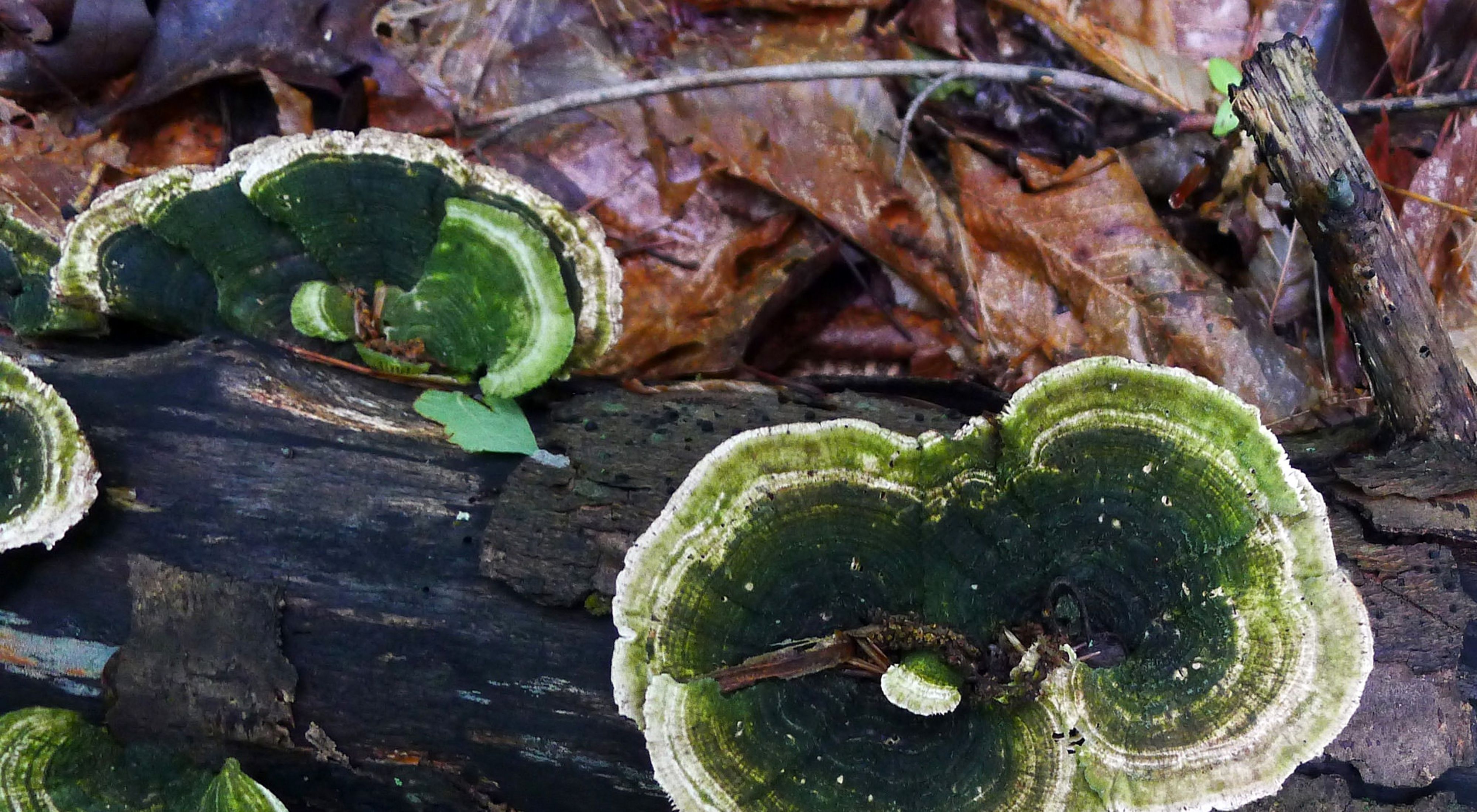 bright green turkey tail mushrooms growing on a damp log