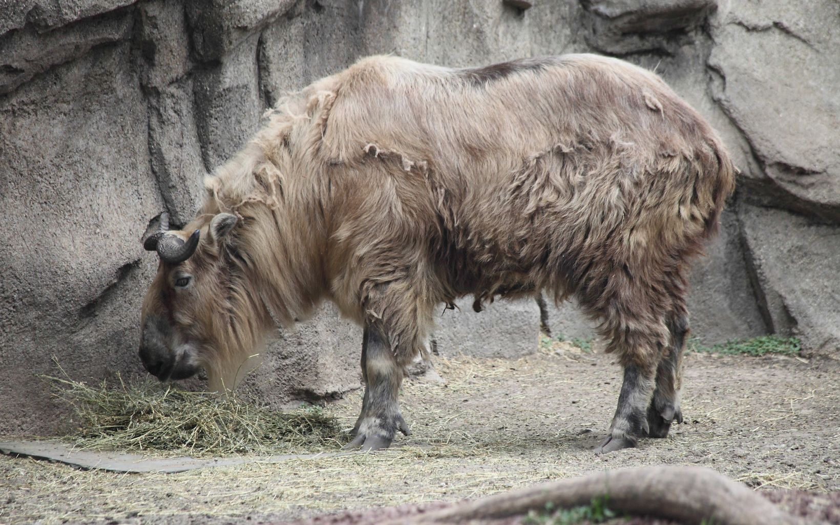 side view of a takin with messy beige fur