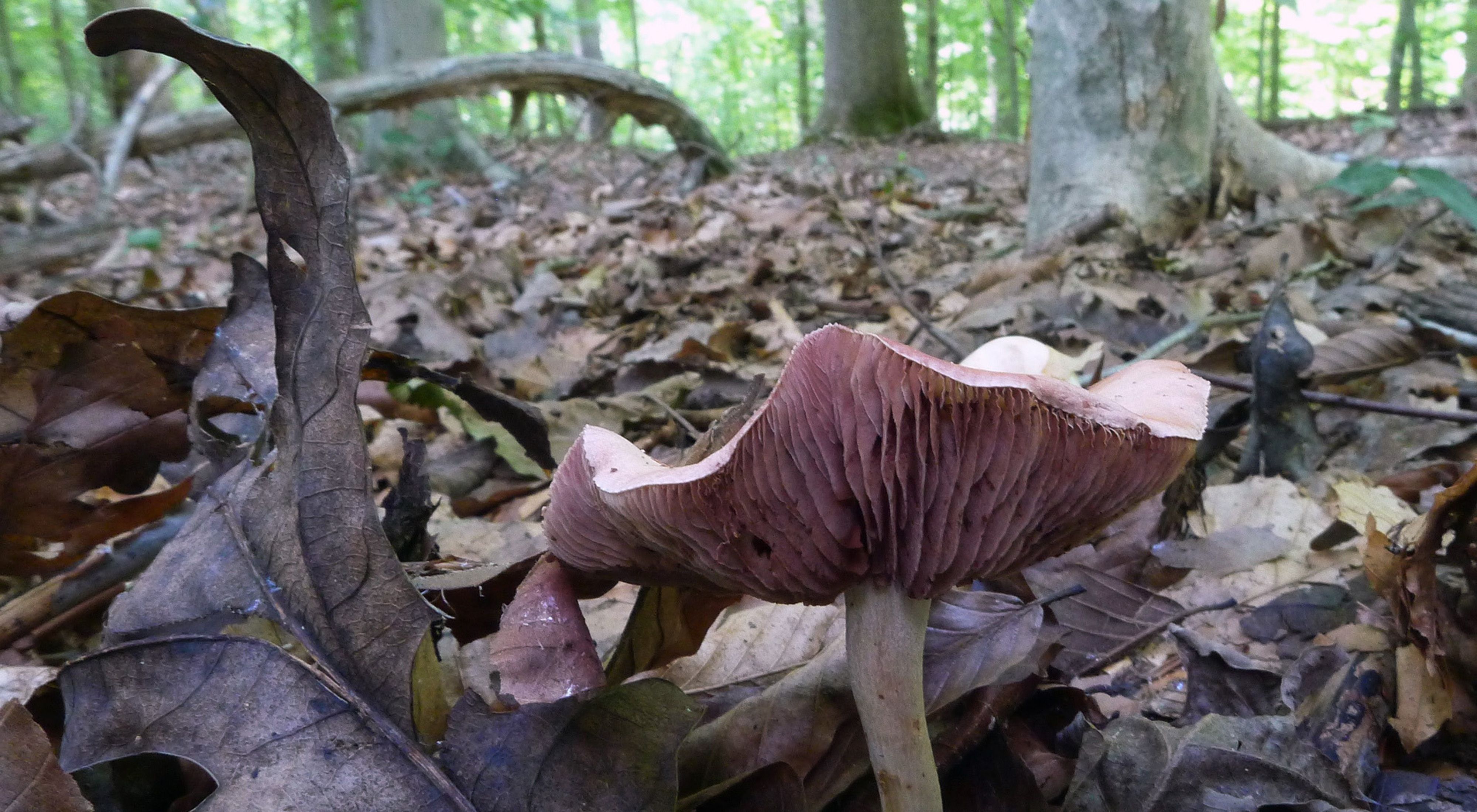 A low angle view from the forest floor looking up at the underside of a large pinkish mushroom.  The ground is covered in leaves. Thick tree trunks are seen in the background.