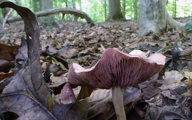 Fernbrook mushroom