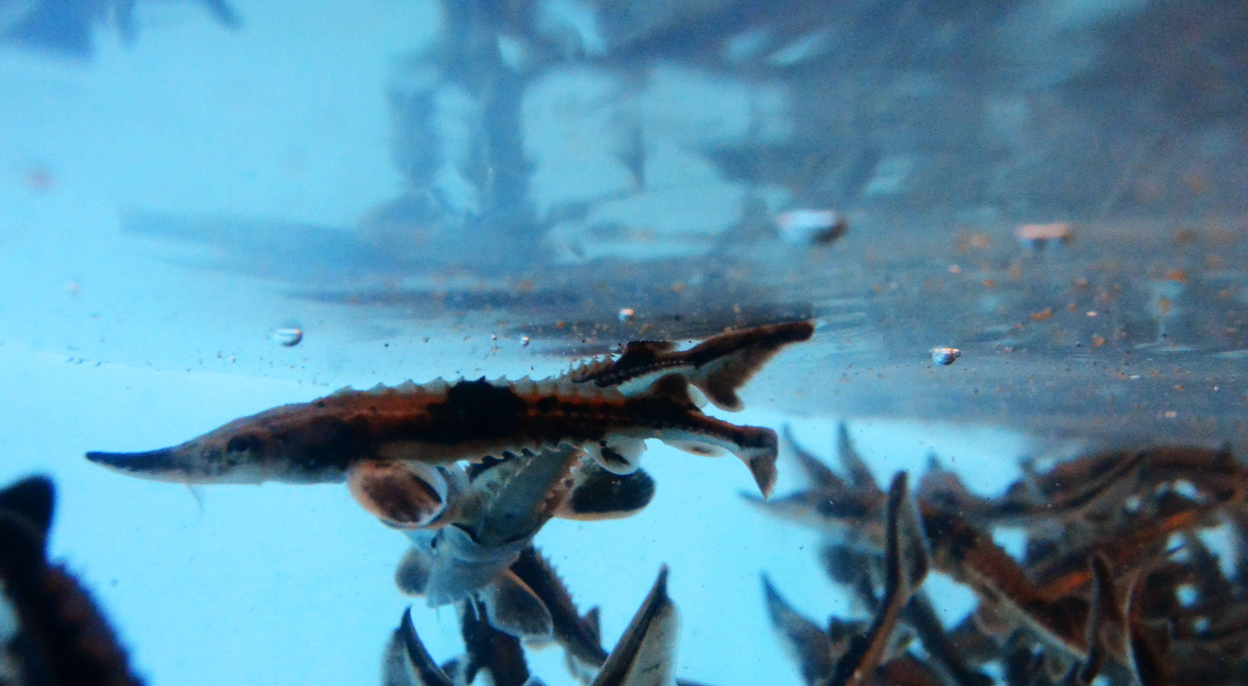 underwater view of small brown fish in a tank