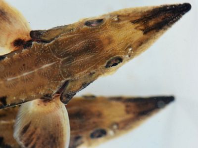above view of young brown fish against a white background