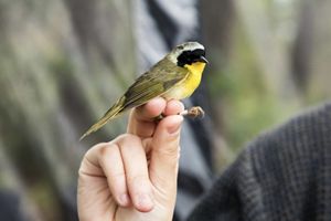 A small bird with greenish black feathers, a black face, gray cap and yellow breast is held by the feet by a scientist.