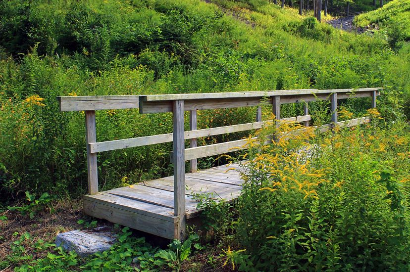 A wooden foot bridge disappears through a tall stand of flowering grasses.