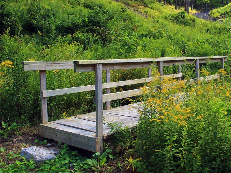 A wooden foot bridge disappears through a tall stand of flowering grasses.