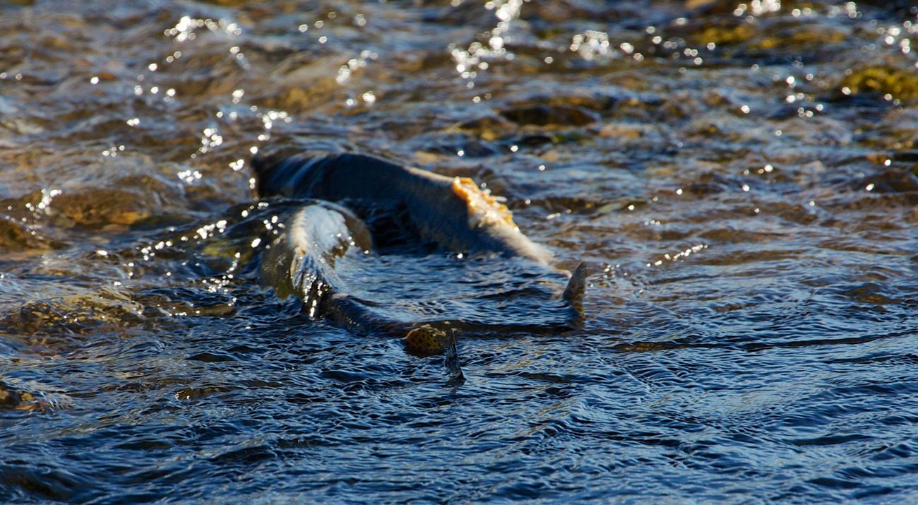 Fish in stream swimming.