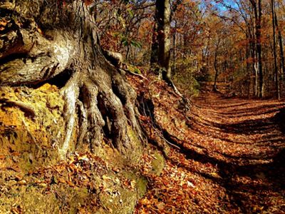 The gnarled roots of a tree are exposed at the edge of an eroded bank next to a wide forest carpeted by autumn leaves.