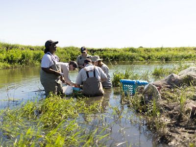 5 people in waders standing in a marsh, looking into the water.