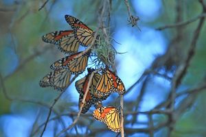 At least eight butterflies with orange, black and white wings huddle together on a branch.