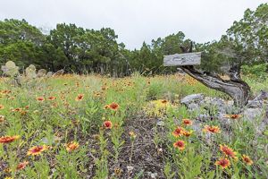A worn, wooden sign reading HQ stands in a field of wildflowers.