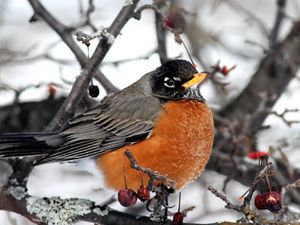 robin on a branch in snow